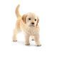 Schleich Hund 16396 Golden Retriever Welpe